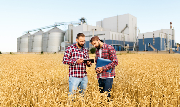 Two farmers stand in a wheat field with tablet. Agronomists discuss harvest and crops among ears of wheat with grain terminal elevator on background