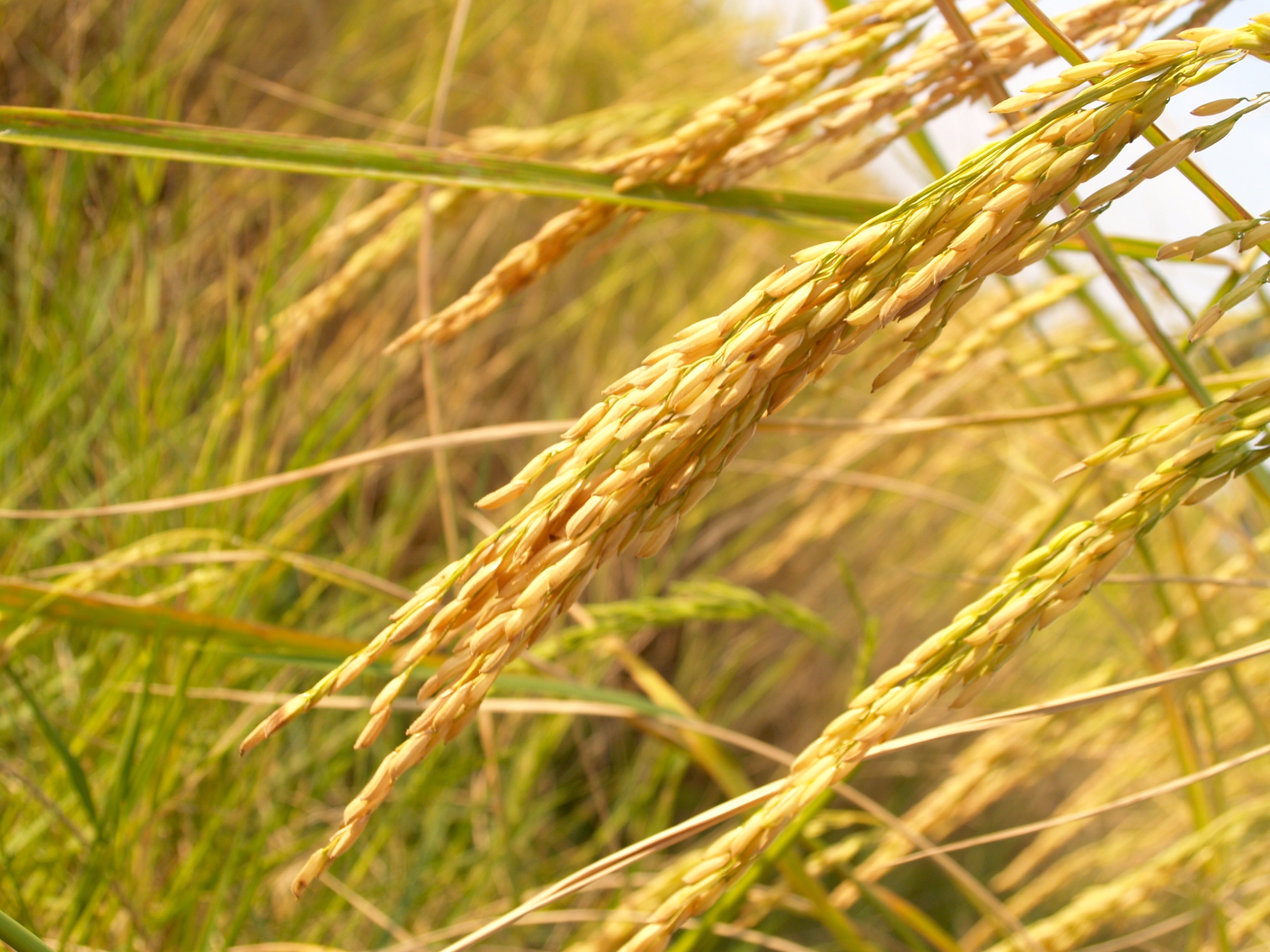 agriculture-blur-close-up-162992